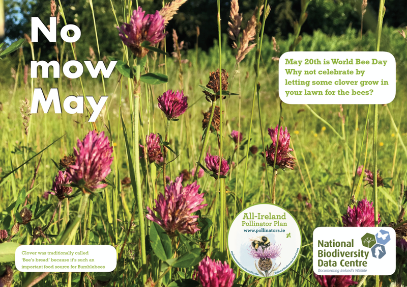 Join #NoMowMay to Help Native Wildlife Thrive!